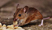 24 Hour & Emergency Exterminators in Speight, KY